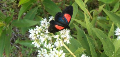 Butterfly on white flower - Colombia 2013 (1)