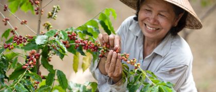 Coffee,Farmers,Are,Harvesting,Coffee,Berries,On,A,Coffee,Farm Sustainable Agriculture. Sustainable Land Management.