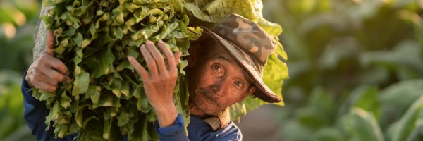 Agriculture,Carrying,The,Harvest,Of,Tobacco,Leaves,In,The,Harvest Agriculture,Carrying,The,Harvest,Of,Tobacco,Leaves,In,The,Harvest