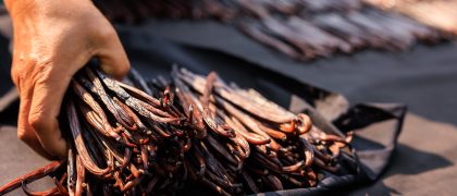 Agriculture,Sorting,Vanilla,Pods,To,Dry,In,The,Sun,On Agriculture,Sorting,Vanilla,Pods,To,Dry,In,The,Sun,On
