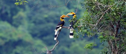 Great,Hornbill Great,Hornbill